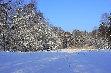 Rudy,zima,park #Rudy #zima #park