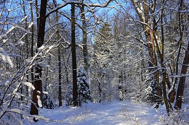 Rudy,zima,park #Rudy #zima #park