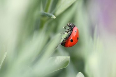 Biedroneczki są w kropeczki #MAKRO #przyroda #Owady #Łąka