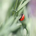 Biedroneczki są w kropeczki #MAKRO #przyroda #Owady #Łąka