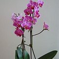 Phalaenopsis miniaturka