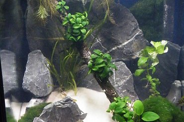 #akwarium #malawi #krewetka #tropheus #bemba #wapień #TłoStrukturalne #tanganika #labidochromis #piasek #DamianGrzybowski #domin