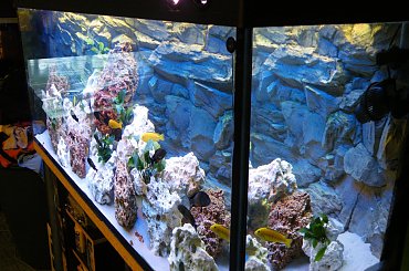 #akwarium #malawi #krewetka #tropheus #bemba #wapień #TłoStrukturalne #tanganika #labidochromis #piasek #DamianGrzybowski #domin