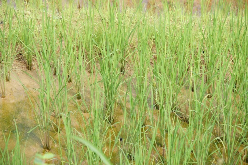 SRI LANKA pole ryżowe