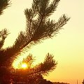 Prawie jak na choince:) #sosna #drzewo #słońce #zachód
