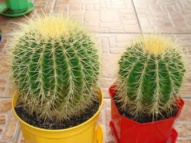 Echinocactus grusonii