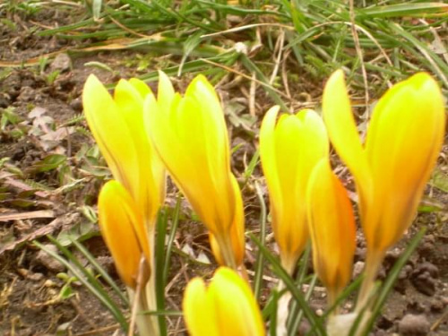 Żółciutkie takie #krokusy #kwiaty #wiosna