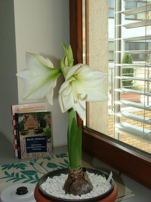 odmiana 'Lemon Limona' - 25 kwietnia 2008 #amarylis #Hippeastrum #hydroponika #Limona