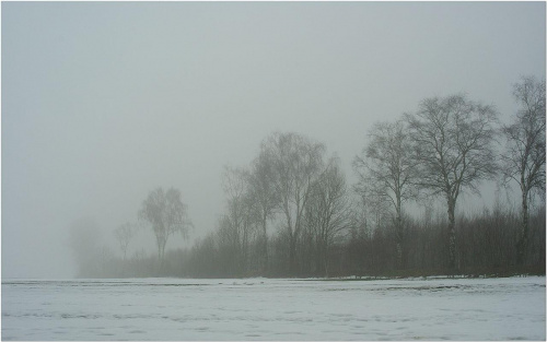 Brzozy we mgle... #Mgła #BrzozyWeMgle
