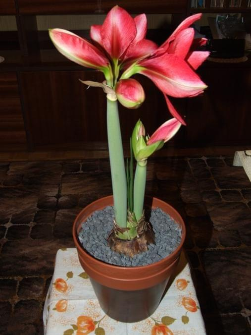 odmiana 'Double Dragon' - 25 stycznia 2009 #amarylis #DoubleDragon #Hippeastrum #hydroponika