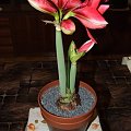 odmiana 'Double Dragon' - 25 stycznia 2009 #amarylis #DoubleDragon #Hippeastrum #hydroponika