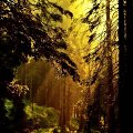 spacer w promieniach słońca #las #drzewa #promienie #KrajobrazINatura