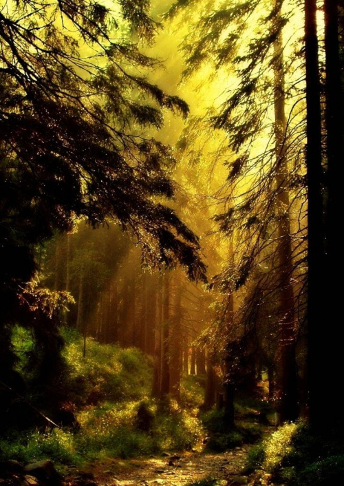 spacer w promieniach słońca #las #drzewa #promienie #KrajobrazINatura
