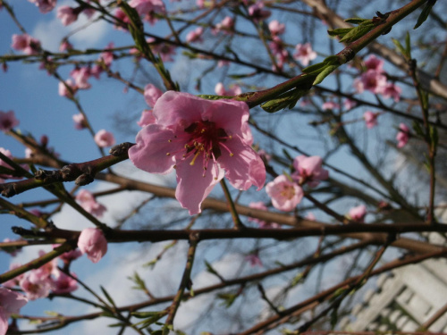 Wiosna!!! ;D #przyroda #drzewa #wiosna #kwiaty