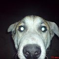 horse cat dog doberman pies malamute alaskan koty konie śmieszne funny #horse #cat #dog #doberman #pies #suka #AlaskanMalamute #mieszaniec #konie #koń #śmieszne #funny