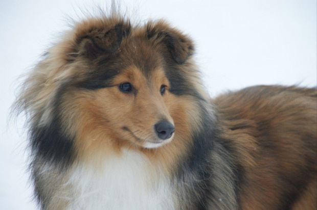 AUDREY Amber Sun FCI, sheltie,owczarek sztlandzki,www.ambersun-sheltie.pl #AUDREYAmberSunFCI #sheltie #OwczarekSztlandzki