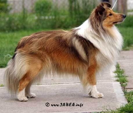 CONNIE Manepo Ideal
sheltie,owczarek szetlandzki #CONNIEManepoIdeal