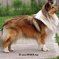 CONNIE Manepo Ideal
sheltie,owczarek szetlandzki #CONNIEManepoIdeal