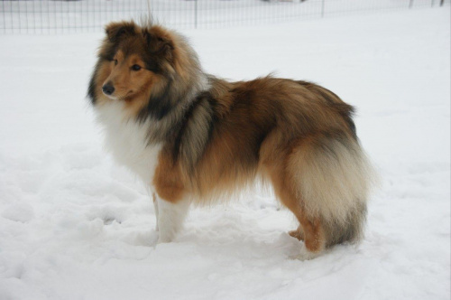 AUDREY Amber Sun FCI, sheltie,owczarek sztlandzki,www.ambersun-sheltie.pl #AUDREYAmberSunFCI #sheltie #OwczarekSztlandzki