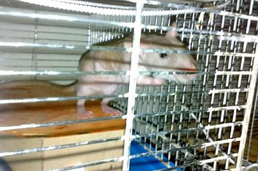 Arturek... #art #artur #arturek #szczur #szczurek