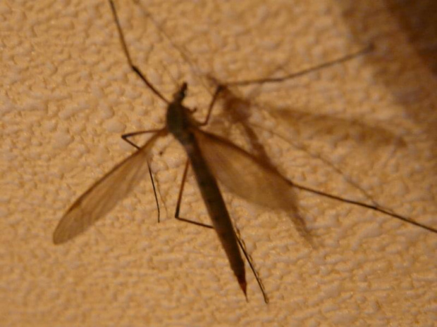 komarnica #owady #makrofotografia