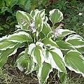 Hosta