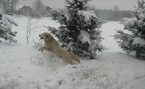 Dżin w skoku #pies #zima #zabawa