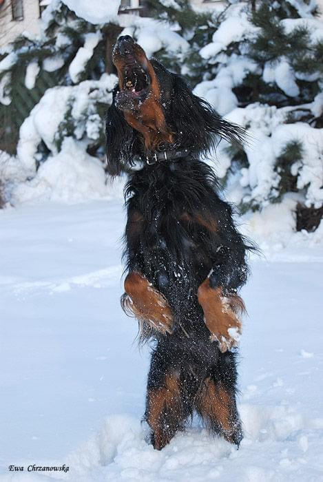 2009.02.17 Igor na śniegu, portret Wiewiórka