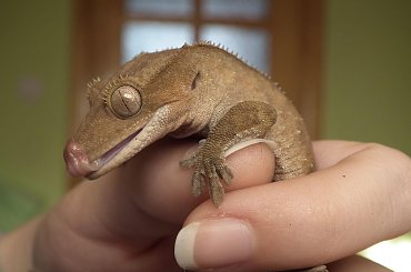 #RhacodactylusCiliatus #CrestedGecko #GekonOrzęsiony