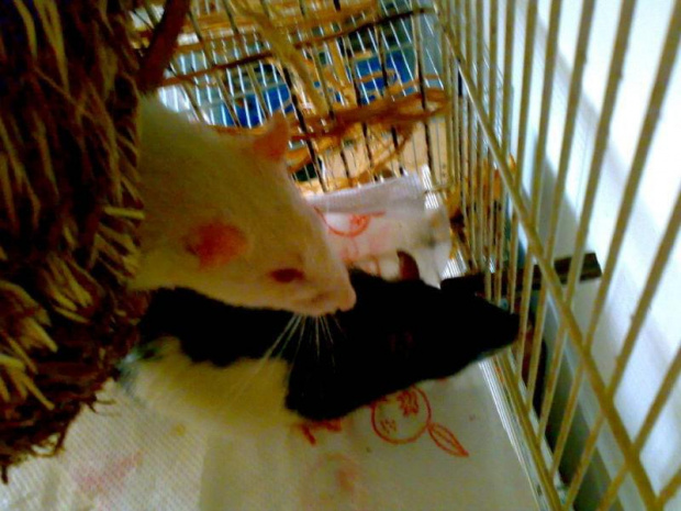 Stadko 29.07.07 #noel #tobiasz #liam #oli #chyna #szczury #szczur #szczurki #zwierzęta