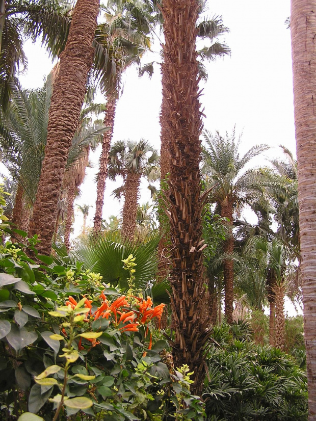 Ogród botaniczny na wyspie Kitchenera. #Egipt #Nubia #zwiedzanie #egzotyczne