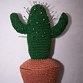 kaktus na szpilki