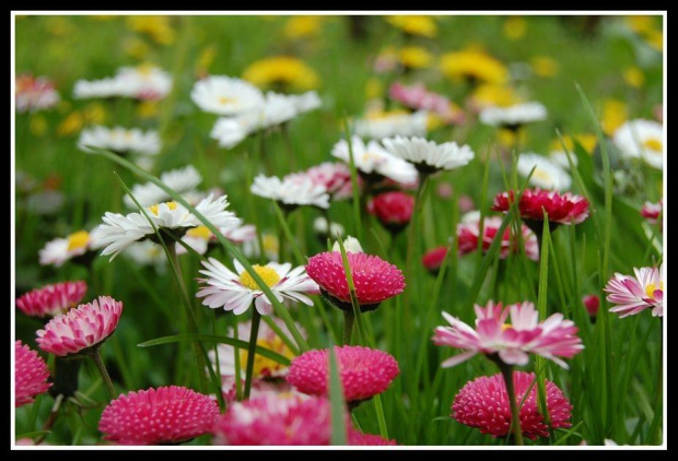 daisies