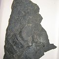 Spłaszczony fragment pnia Calamites sp. Długość mniejszego fragmentu pnia- 7,2 cm ; długość większego fragmentu - 11 cm . Wiek : górny karbon – dolny perm . Data znalezienia : 2003 .