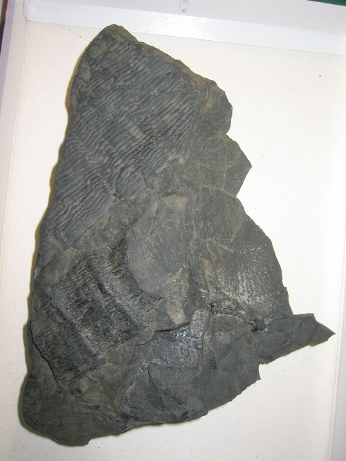 Spłaszczony fragment pnia Calamites sp. Długość mniejszego fragmentu pnia- 7,2 cm ; długość większego fragmentu - 11 cm . Wiek : górny karbon – dolny perm . Data znalezienia : 2003 .