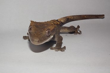 #RhacodactylusCiliatus #CrestedGecko #GekonOrzęsiony