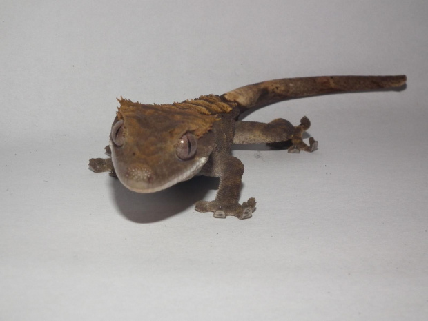 #RhacodactylusCiliatus #CrestedGecko #GekonOrzęsiony