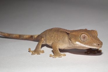 #RhacodactylusCiliatus #CrestedGecko #GekonOrzęsiony