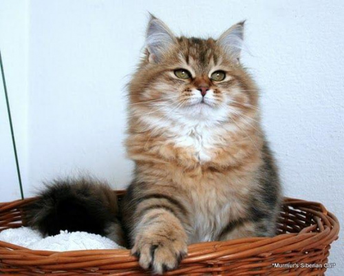 Regina Marcowe Migdały*PL - 6 miesięcy - kotka syberyjska