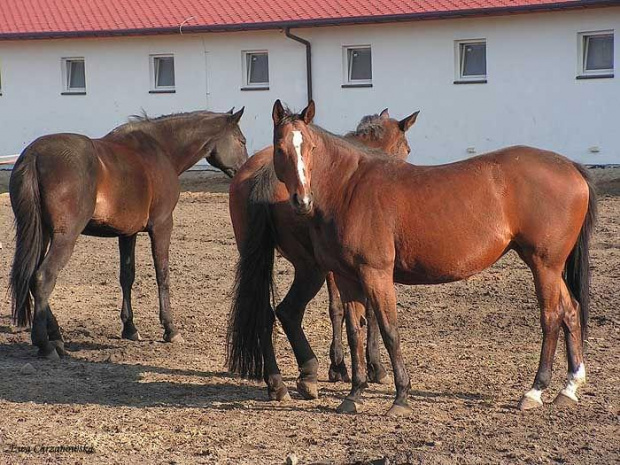 2008.10.26 Konie w Stodołach