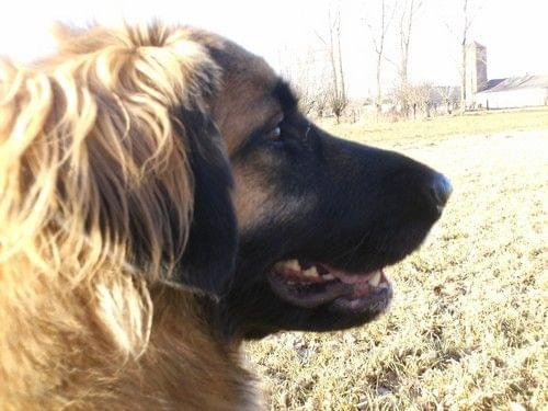 leonberger, leonbergery, Dalia Apteka Natury #leonberger #leonbergery #DaliaAptekaNatury