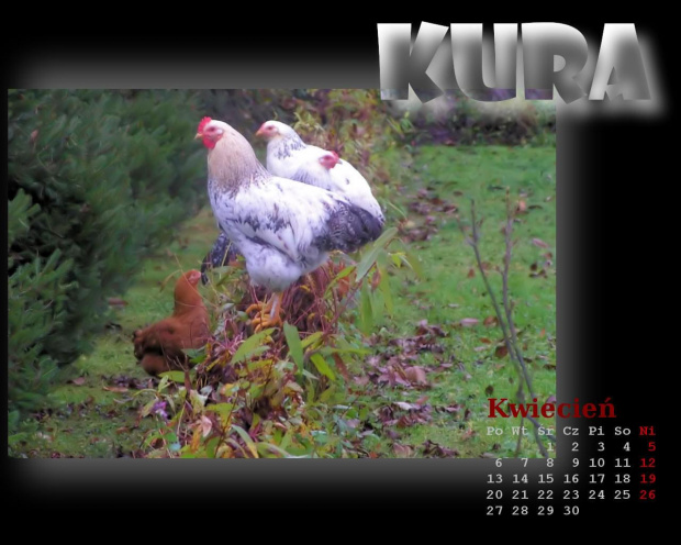 z cyklu: Wiejski kalendarz 2009 #kura #WiejskiAlbum