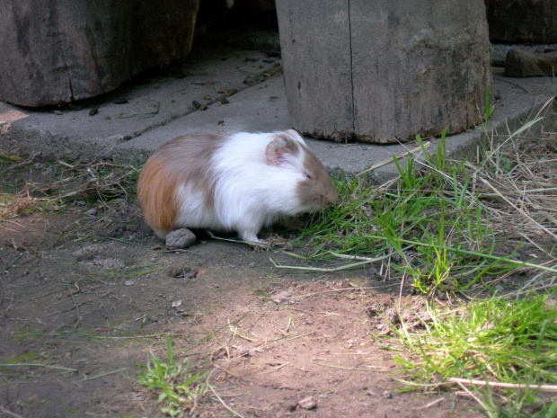 CHORZOWSKIE ZOO WYPRAWA NR 2 :]