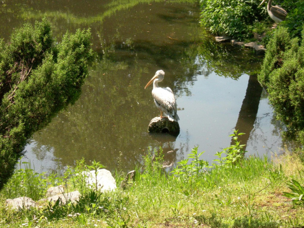 CHORZOWSKIE ZOO
WYPRAWA NR 2 :]