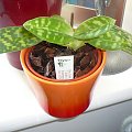 paphiopedilum maudiae green, po naszemu sabotek :)