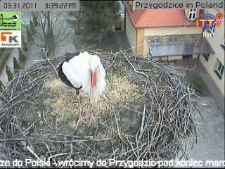 Pierwszy bocian przyleciał dziś do gniazda w Przygodzicach!
http://www.bociany.ec.pl/