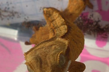 #RhacodactylusCiliatus #CrestedGecko #GekonOrzęsiony