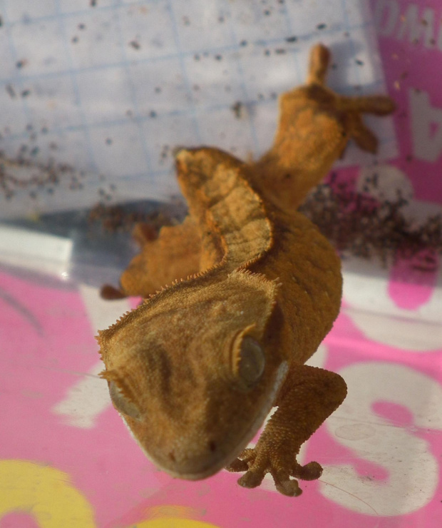 #RhacodactylusCiliatus #CrestedGecko #GekonOrzęsiony