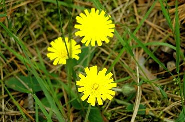 narkotyk - kwiatuszek #narkotyk #kwiatuszek