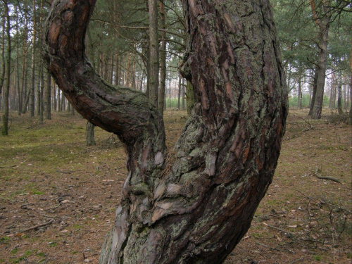 dziwne drzewo #sosna #drzewo